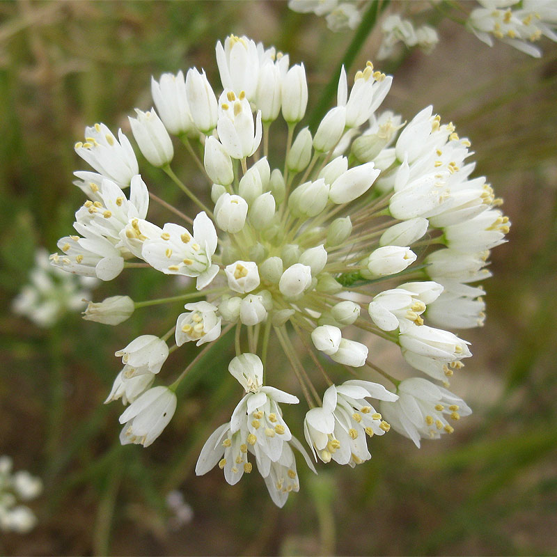 Image of Allium qasyunense specimen.