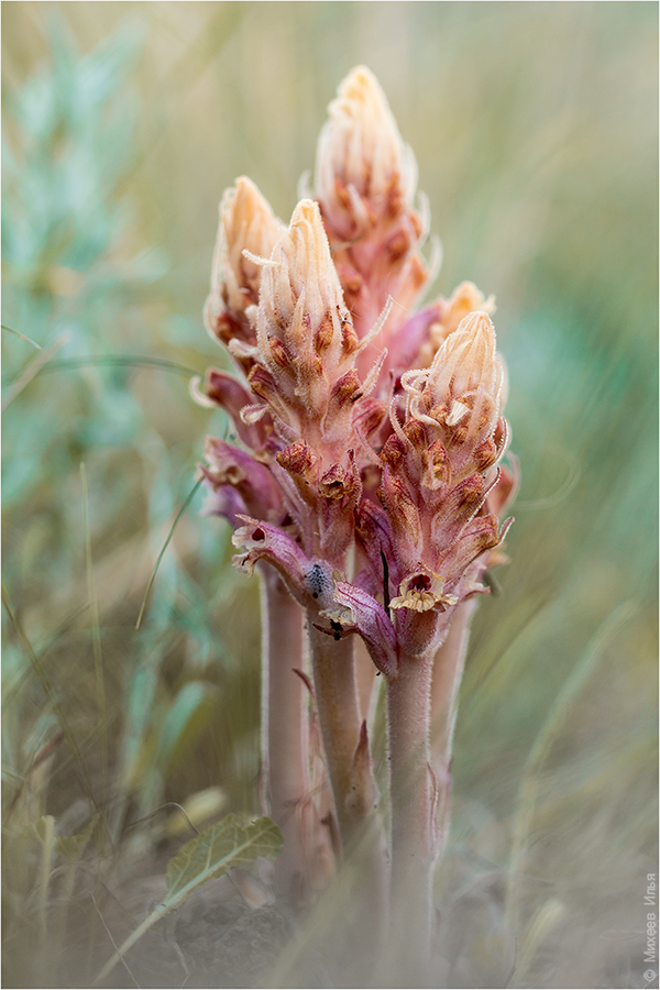 Image of Orobanche alba specimen.