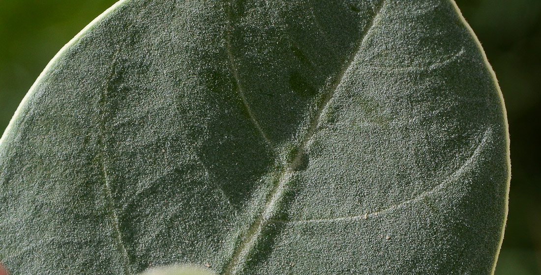 Image of Calotropis procera specimen.