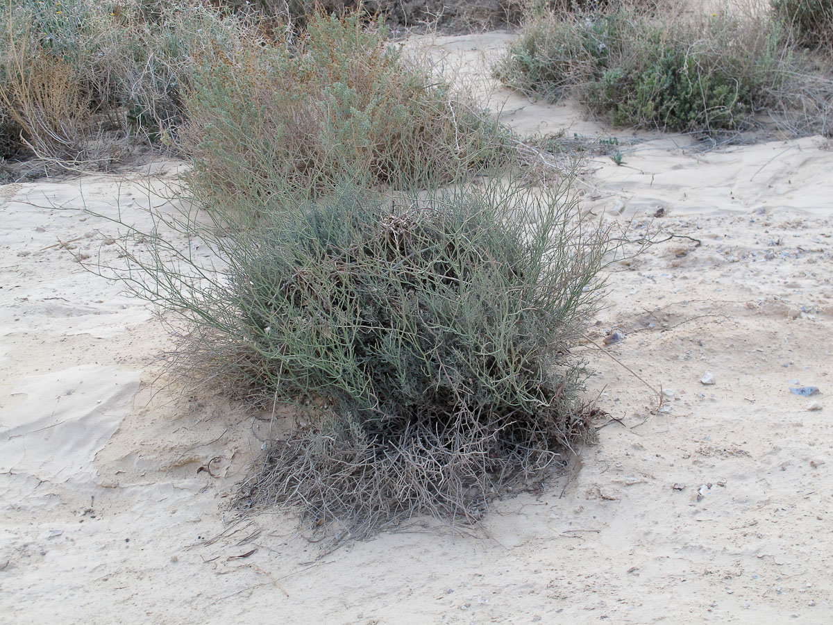 Изображение особи Limonium pruinosum.