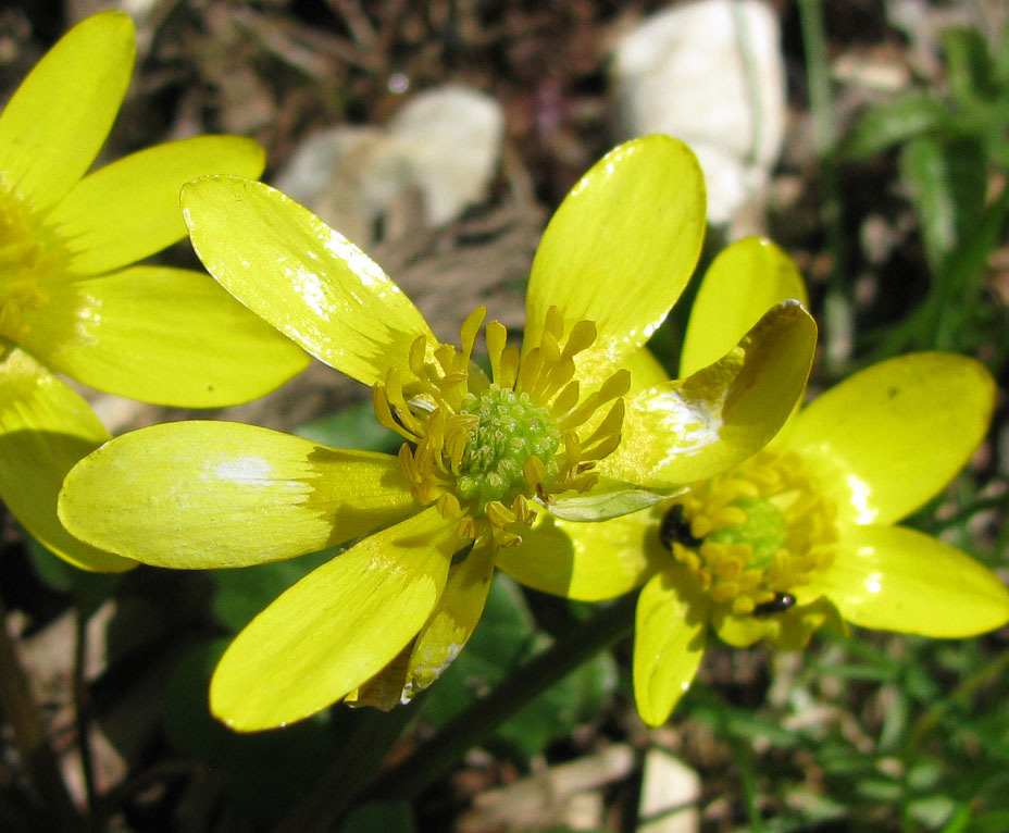 Image of Ficaria stepporum specimen.
