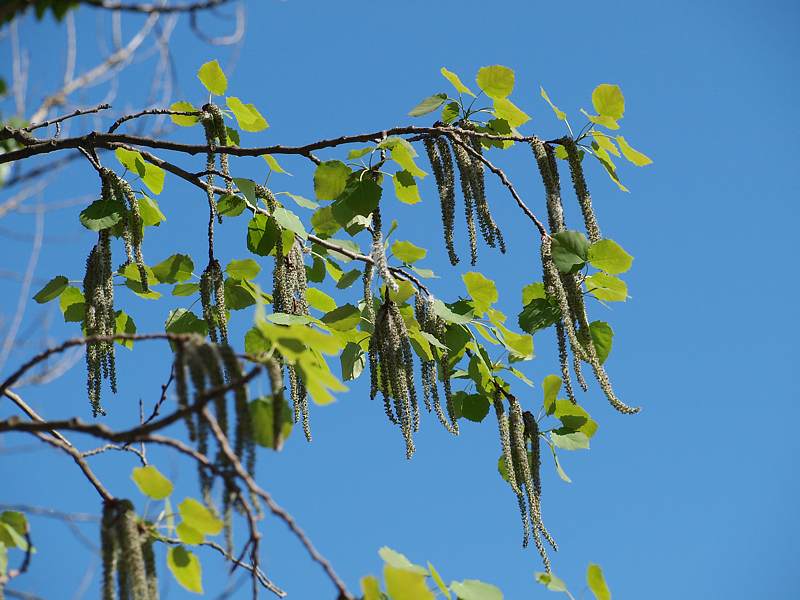 Изображение особи Populus tremula.