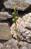 Linaria simplex