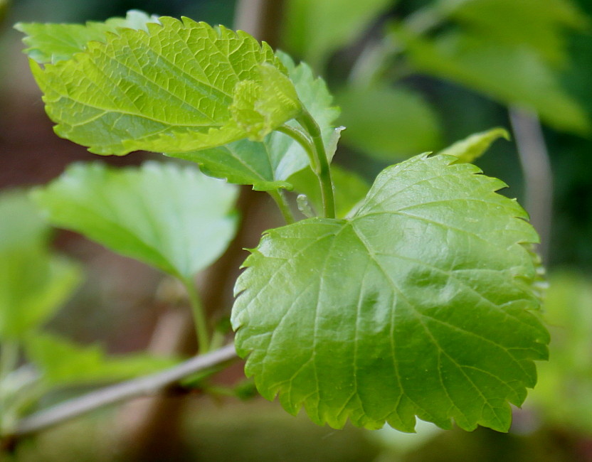 Изображение особи Morus alba.