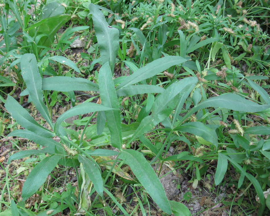 Image of Falcaria vulgaris specimen.