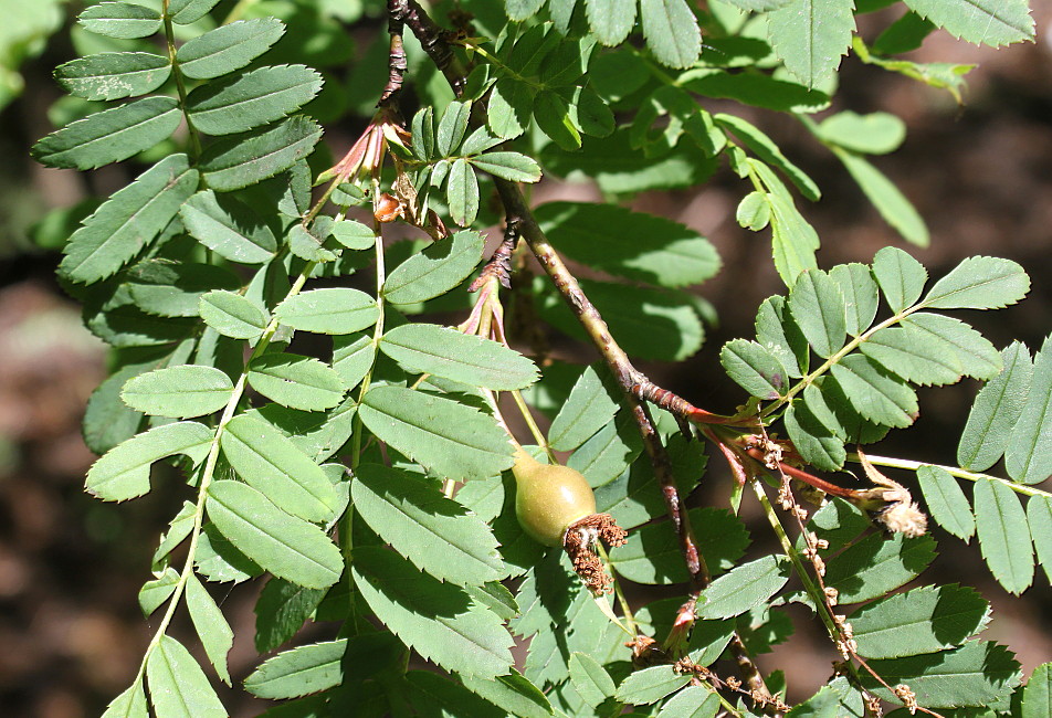 Изображение особи Rosa omeiensis.