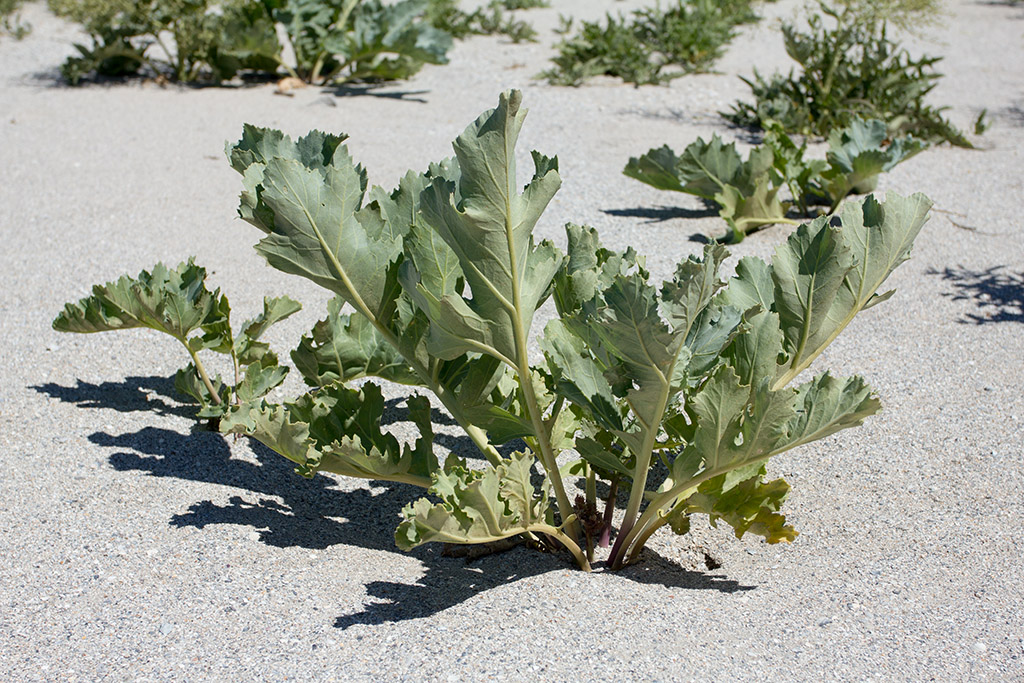 Изображение особи Crambe maritima.