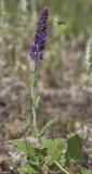 Salvia tesquicola