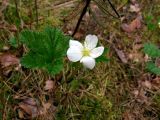 Rubus chamaemorus