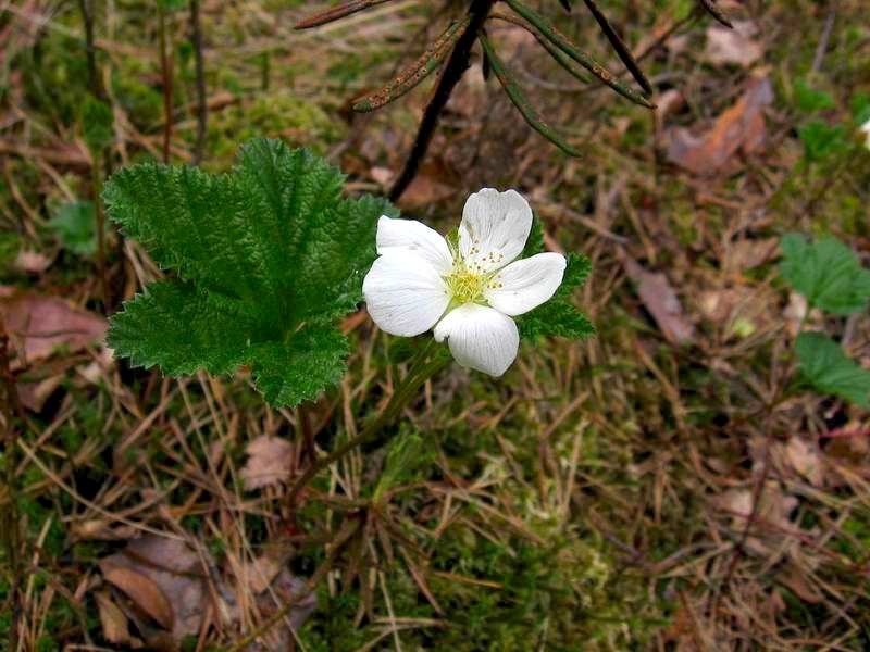 Изображение особи Rubus chamaemorus.