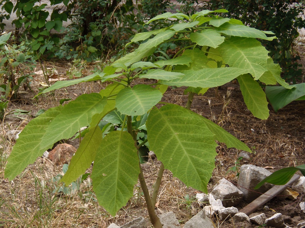 Image of genus Brugmansia specimen.