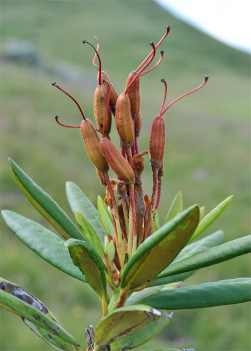 Изображение особи Rhododendron caucasicum.