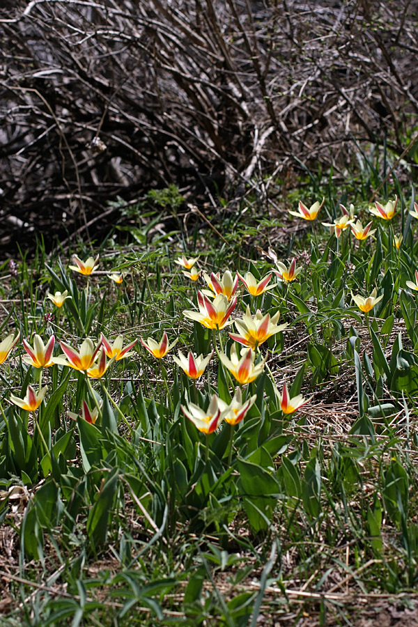 Image of Tulipa berkariensis specimen.