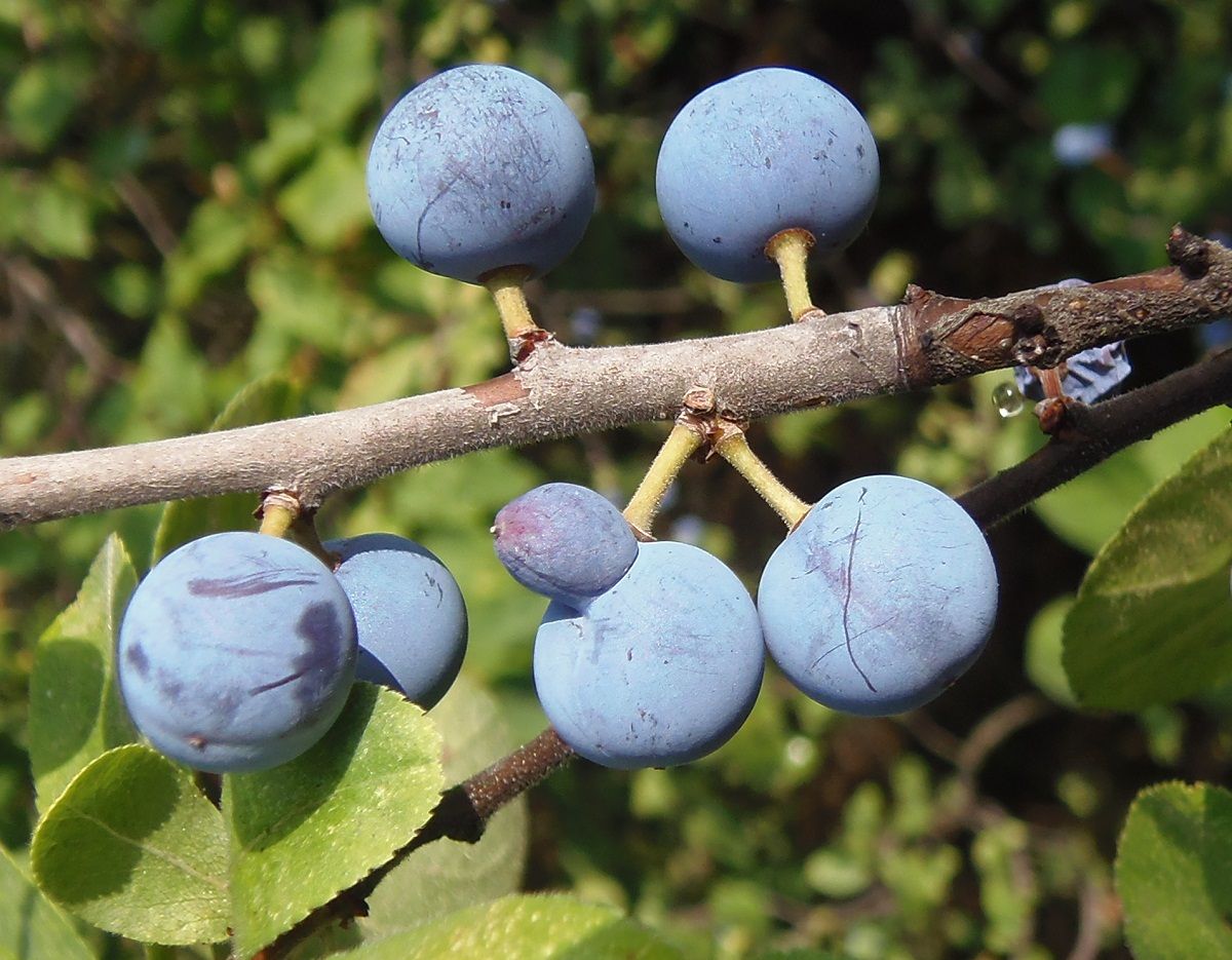 Image of Prunus spinosa specimen.