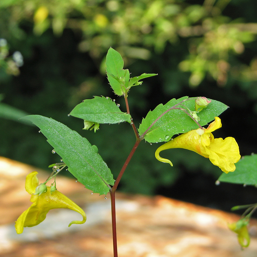 Изображение особи Impatiens noli-tangere.