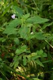 Impatiens furcillata