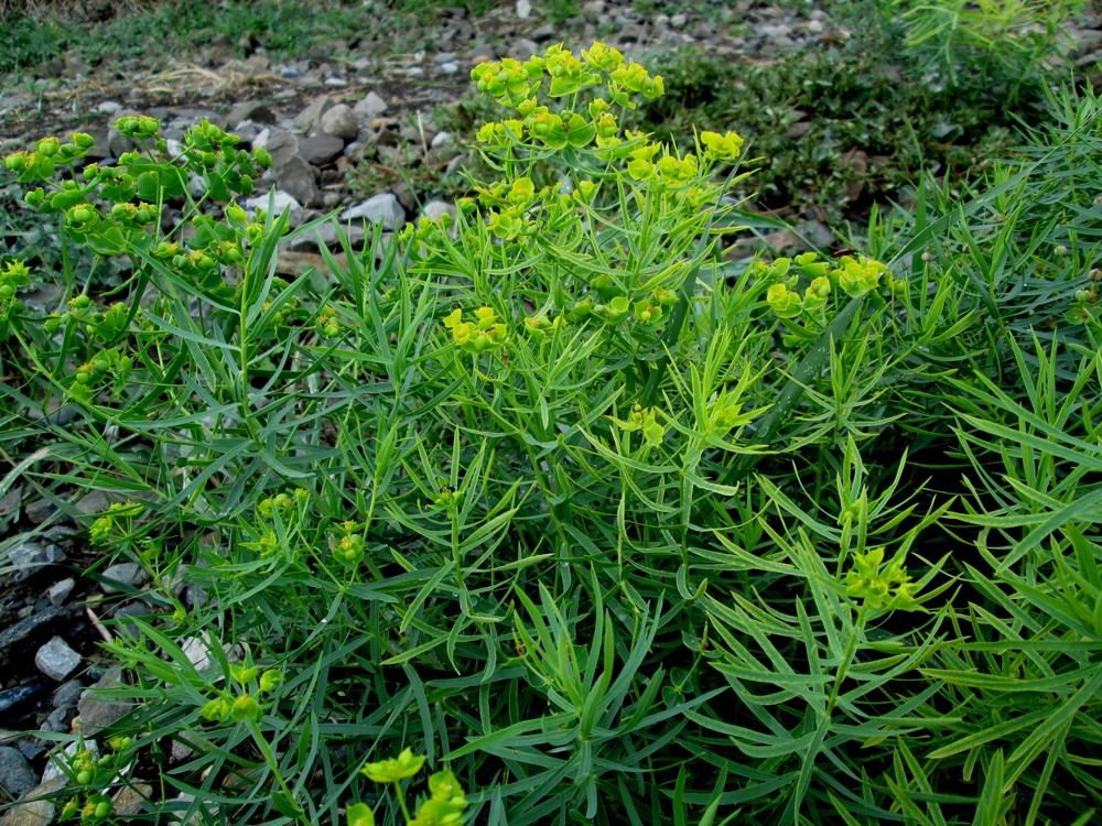 Изображение особи Euphorbia boissieriana.