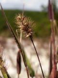 Setaria viridis