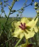 Verbascum marschallianum. Цветок. Краснодарский край, Кущёвский р-н, станица Шкуринская, остепнённый склон. 20.06.2009.