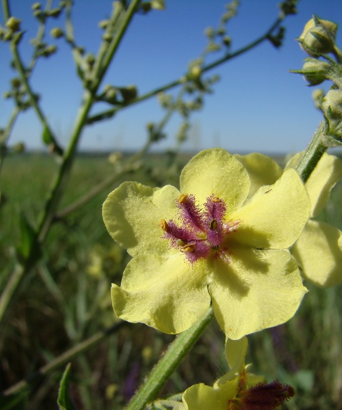 Image of Verbascum marschallianum specimen.