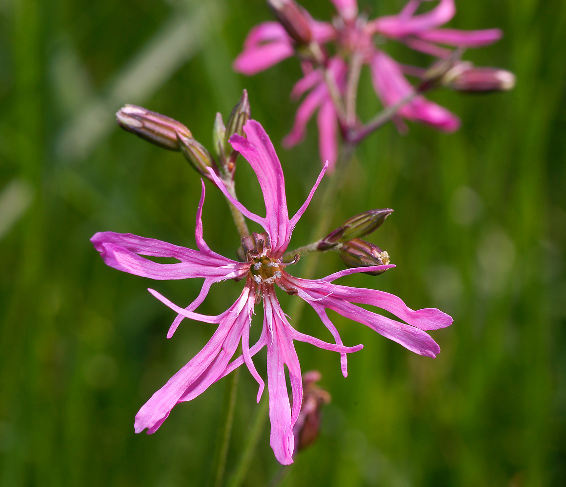Изображение особи Coccyganthe flos-cuculi.