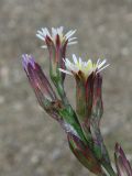 Symphyotrichum subulatum var. squamatum