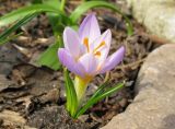 Crocus sieberi ssp. atticus