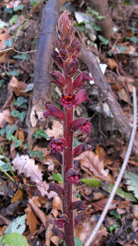 Изображение особи Orobanche laxissima.