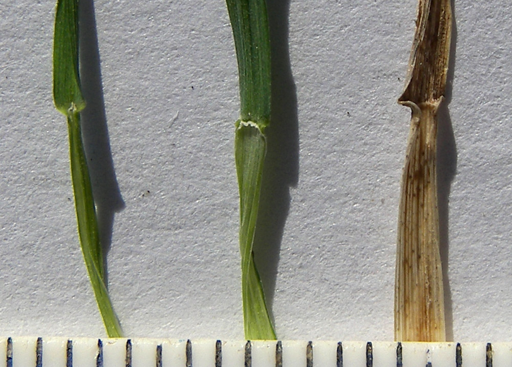 Image of Poa nemoralis specimen.