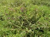 Vicia unijuga