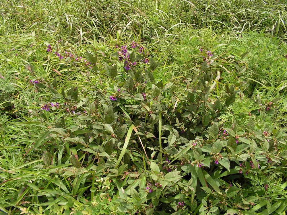 Image of Vicia unijuga specimen.