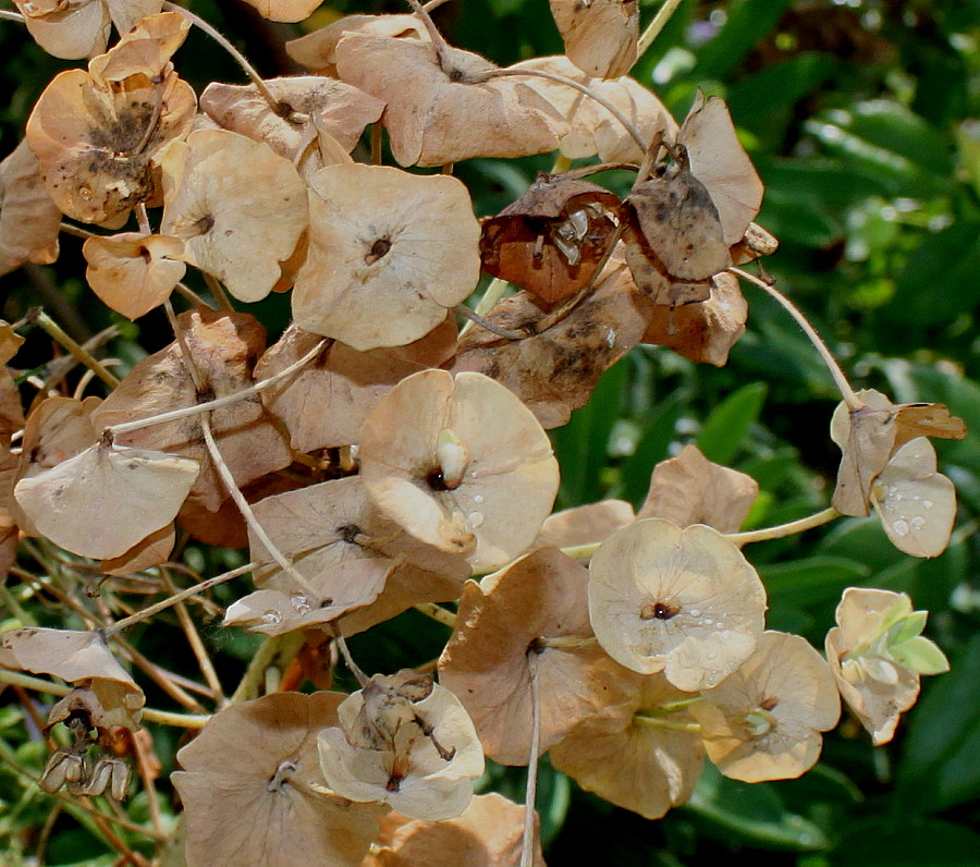 Изображение особи Euphorbia characias ssp. wulfenii.