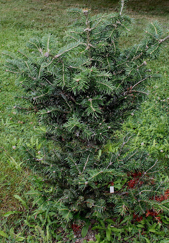 Изображение особи Abies balsamea.