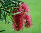 Callistemon rigidus