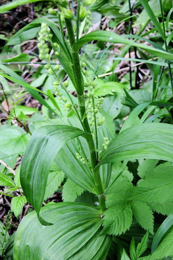 Изображение особи Veratrum dolichopetalum.