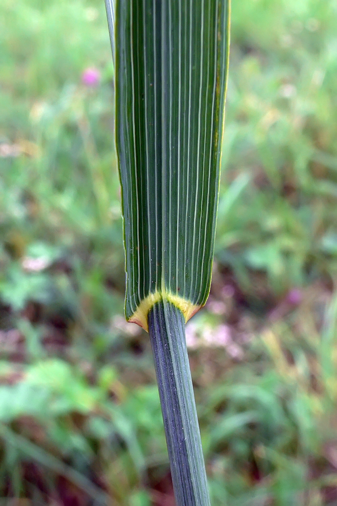 Изображение особи Bromopsis inermis.