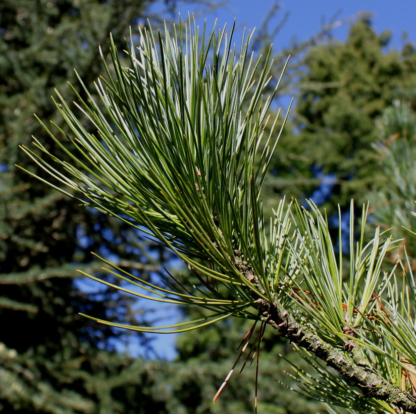 Изображение особи Pinus cembra.