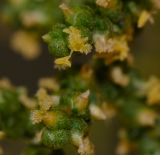 Salsola imbricata
