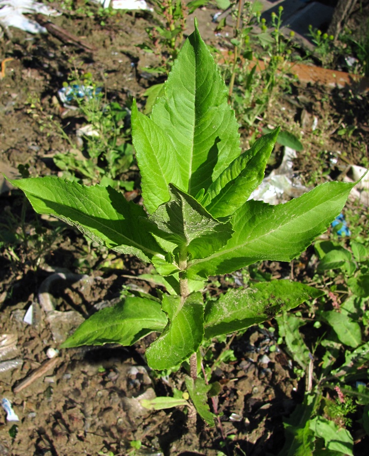 Изображение особи Guizotia abyssinica.