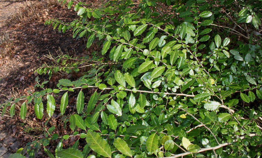 Image of Azara serrata specimen.