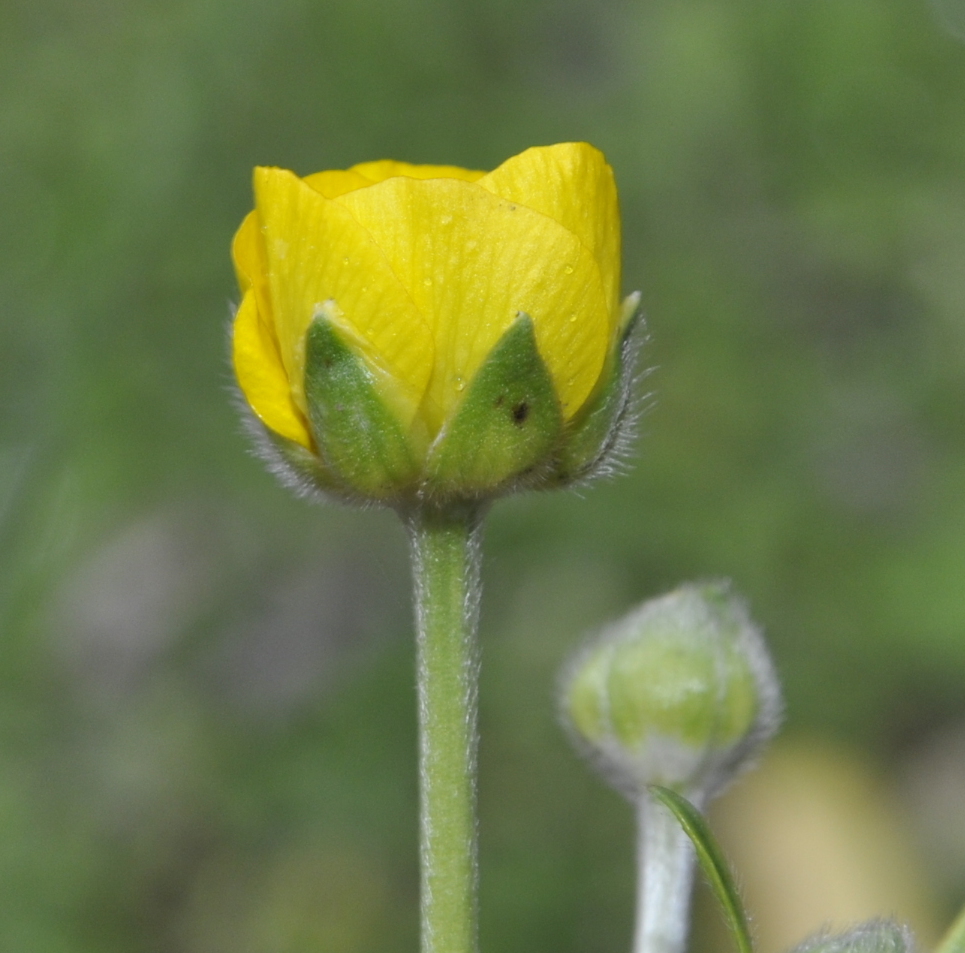 Изображение особи род Ranunculus.