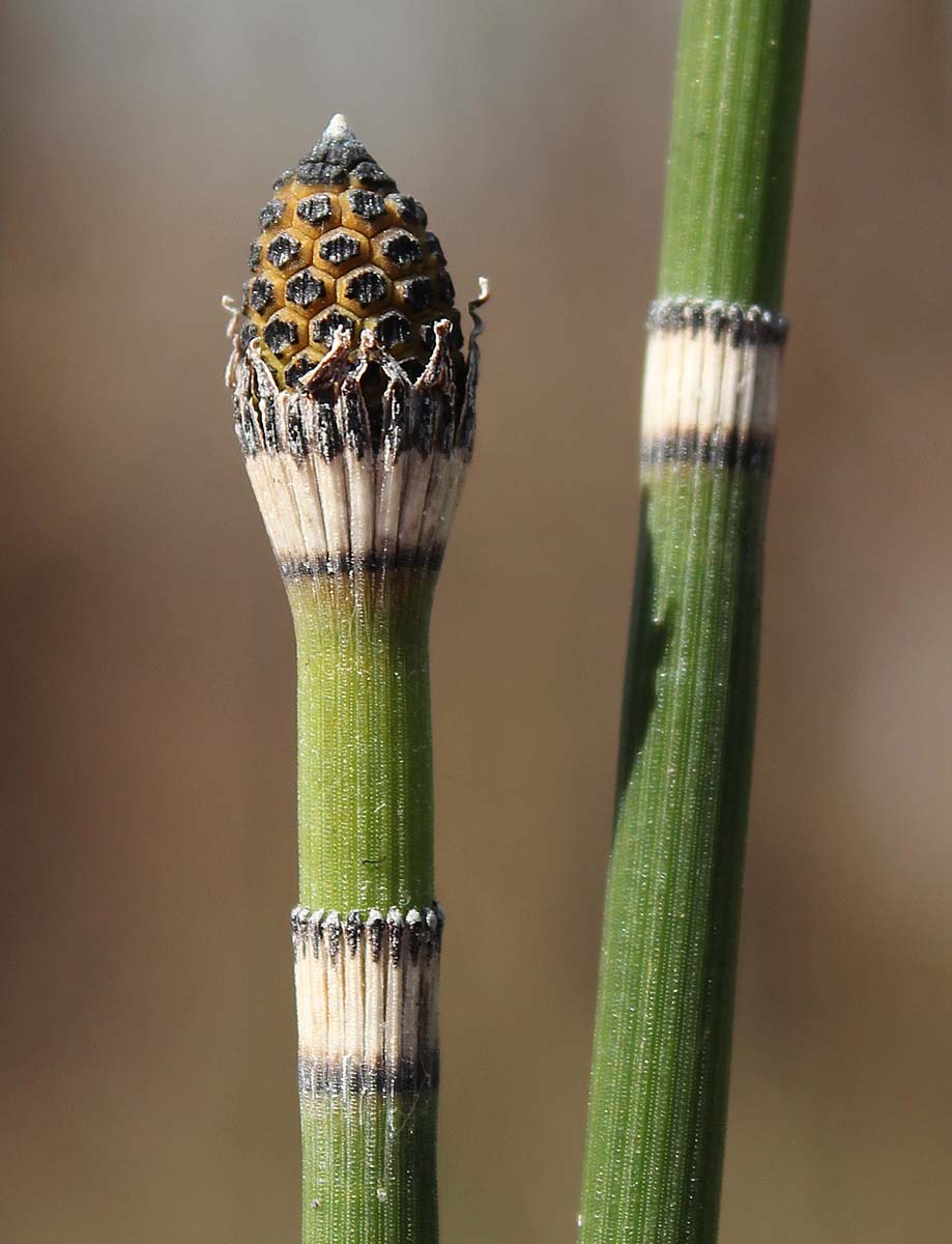 Изображение особи Equisetum hyemale.