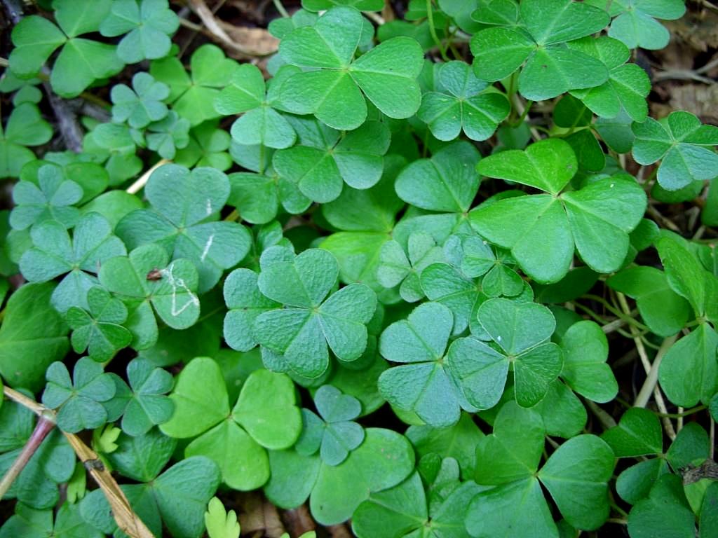 Изображение особи Oxalis acetosella.