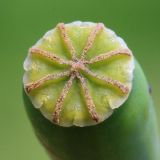 genus Papaver. Рыльцевый диск. Ростовская обл., Неклиновский р-н, Андреево-Мелентьевское с/п, дол. р. Миус. 20.05.2014.