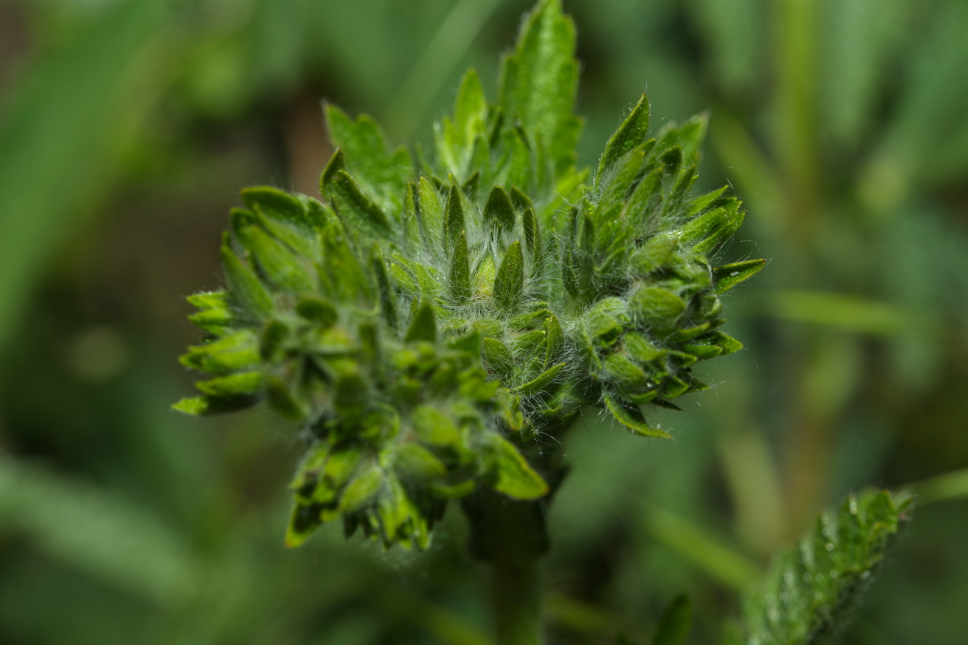 Изображение особи Potentilla recta ssp. pilosa.