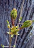 Acer platanoides. Верхушка молодого побега. Ярославская обл., с. Великое, парк. 1 мая 2014 г.