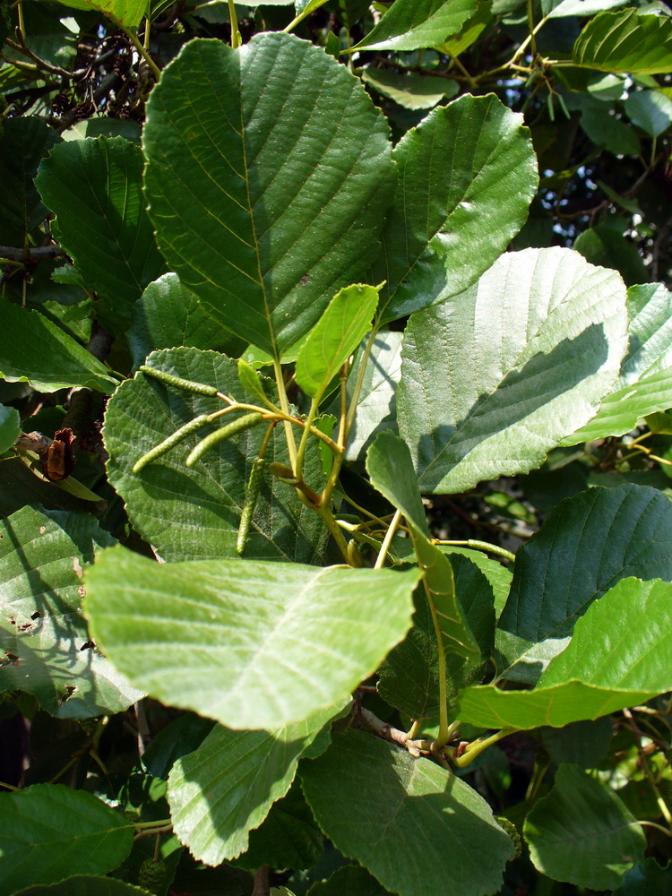 Изображение особи Alnus glutinosa.