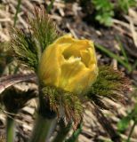 Pulsatilla aurea