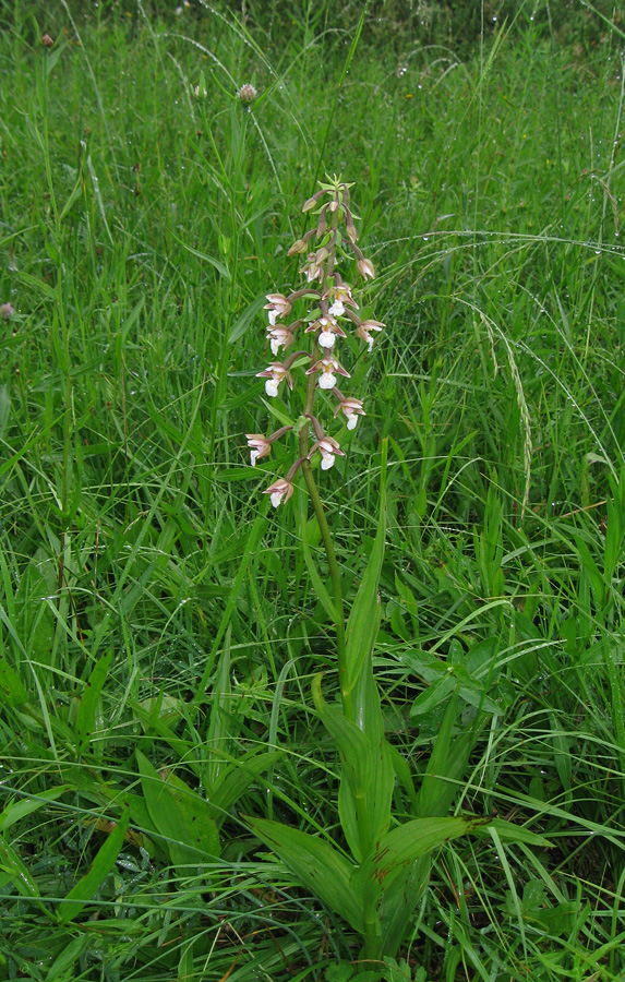 Изображение особи Epipactis palustris.