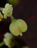 Euphorbia cotinifolia. Соцветие с незрелым плодом. Израиль, Шарон, пос. Кфар Шмариягу, в культуре. 08.06.2014.